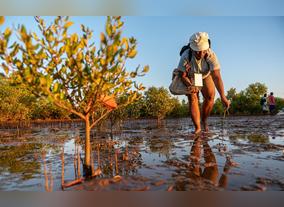 Tree Planting Campaign Underway Brand Emirates Nation