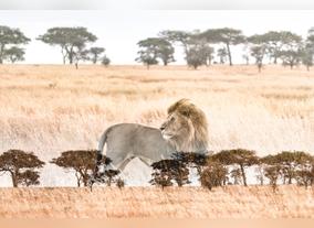 Photographer Nicolas Ruel Is The Latest Four Seasons Envoy: Explore The Serengeti Through His Lens