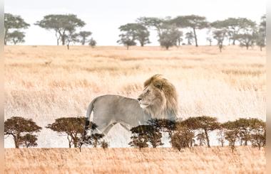 Photographer Nicolas Ruel Is The Latest Four Seasons Envoy: Explore The Serengeti Through His Lens