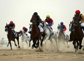 Arabian horse race at Al Dhafra Festival