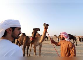 Among All Traditional Events of the Festival, Camel Beauty (Mazayna) Emerges Prominent 