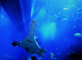 Dubai Aquarium and Underwater Zoo Celebrated International Sawfish Day